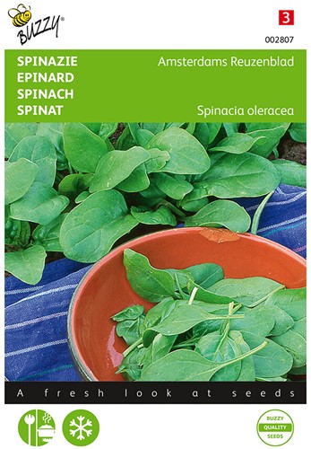 Spinach Amsterdams Reuzenblad, prickly seeded - Buzzy