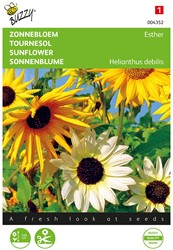 Sunflower Esther mix - Buzzy
