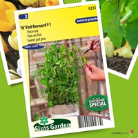 Sweet pot pea 'N' Pod Bernard F1 – Pisum sativum-2