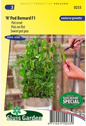 Sweet pot pea 'N' Pod Bernard F1 – Pisum sativum