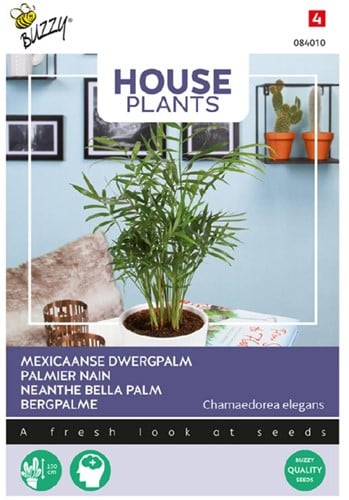 Neanthe Bella Palm - Buzzy House Plants