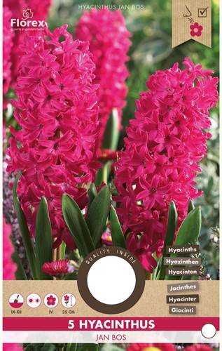 Hyacint Jan Bos - Hyacinthus-2