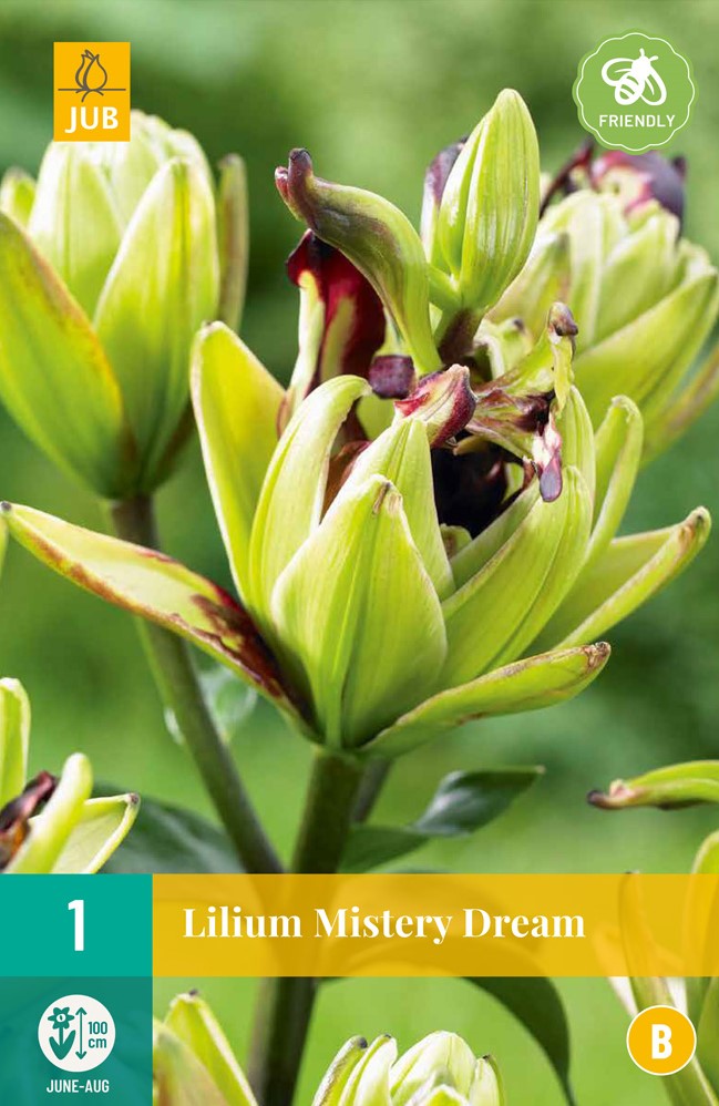 Buy Lily Mistery Dream – Lilium asiaticum? Order online at Gardencentre ...