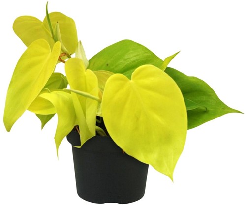 Philodendron Lime - Ø12cm - 20cm
