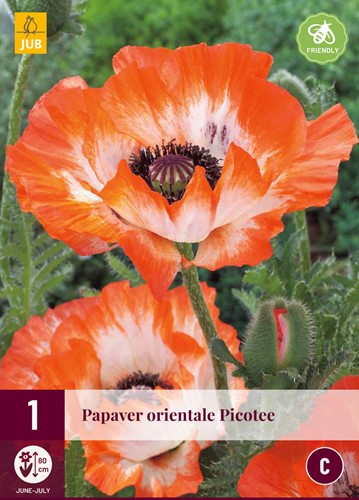 Papaver Picotee