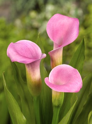 Pink calla lily discount