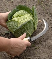 Carbon Steel Mes om Groente te Oogsten - Burgon en Ball-2
