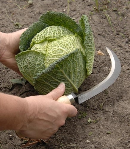 Carbon Steel Vegetable Harvesting Knife - Burgon and Ball-2