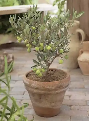 Olive tree - Olea europaea - 