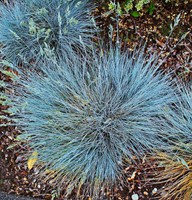 Blue Fescue Ornamental grass Festuca glauca 'Elijah Blue' (Six-pack)