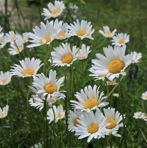 Shasta Daisy Silberprinzessche - Leucanthemum superbum