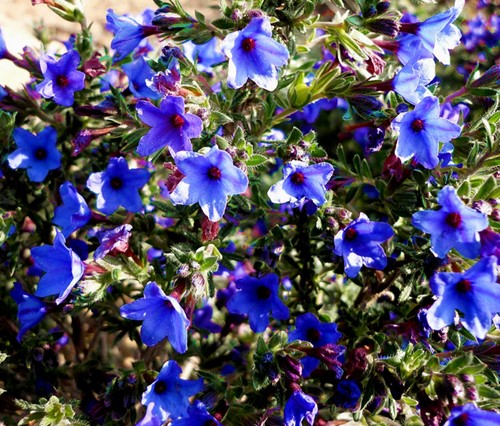 Purple Gromwell Heavenly Blue - Lithodora Diffusa