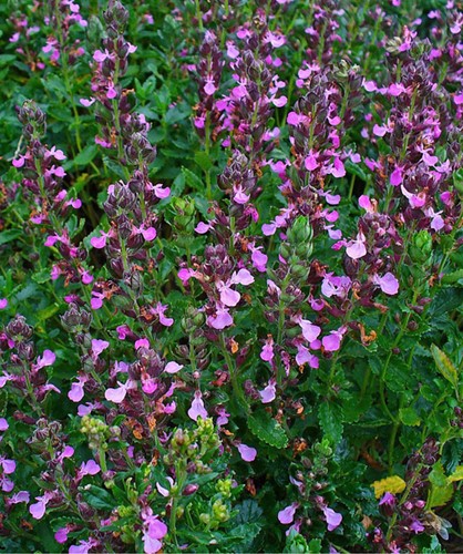 Wall Germander - Teucrium chamaedrys