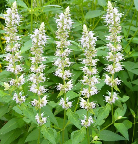 Giant hyssop Alabaster - Agastache rugosa