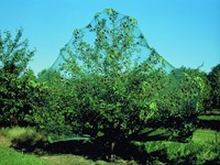 Vogelnet Mono groen maaswijdte 6x6 mm 10x2m-3