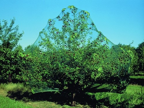 Vogelnet Mono groen maaswijdte 6x6 mm 10x2m-3