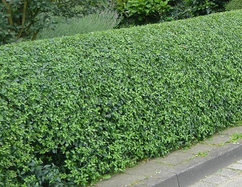 Oval leaf privet - Ligustrum ovalifolium hedge 10x