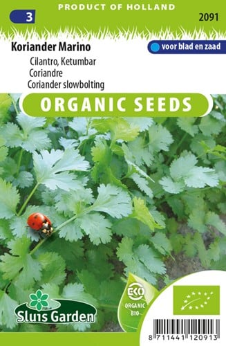 Coriander Marino slowbolting - Coriandrum sativum EKO
