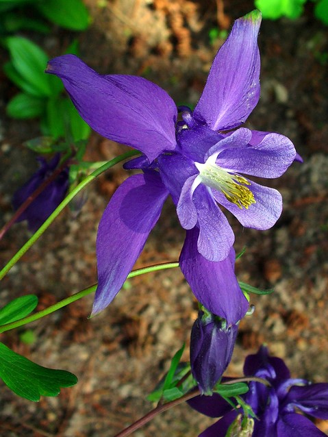 Columbine Aquilegia Alpina pot plant