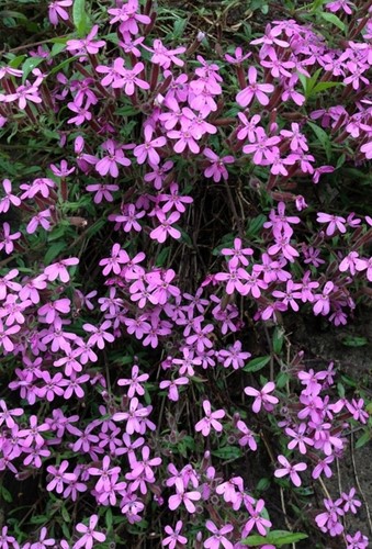 Rock Soapwort Rose-Pink - Saponaria Ocymoïdes