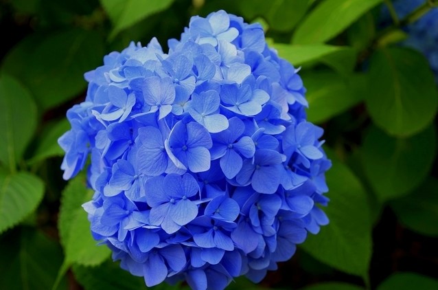 Hortensia flower deals