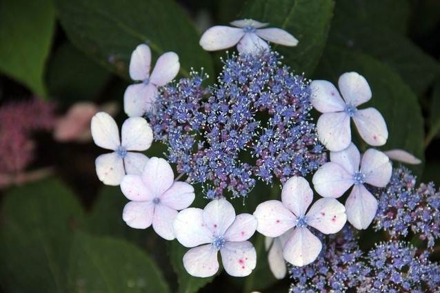 Hortensia hydrangea hotsell