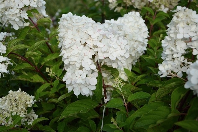 Hortensia hydrangea deals