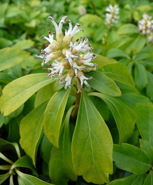 Buy Japanese Spurge Green Carpet Pachysandra 6 online at Gardencentre