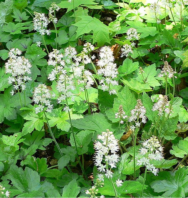 Buy Heartleaved Foamflower Tiarella Cordifolia 6 online at Gardencentre Koeman