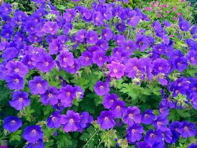 Buy Cranesbill Johnsons Blue Geranium 6 online at Gardencentre Koeman