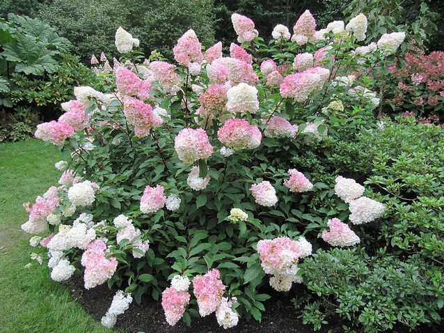 Hydrangea paniculata cheap vanilla fraise