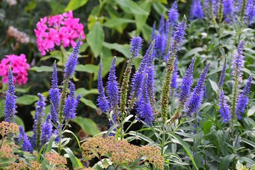 Veronica Longifolia Blauriesin - Speedwell (Six-pack)