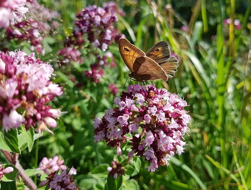 Origanum Herrenhausen - Marjoram (Six-pack)