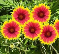 Gaillardia kobold best sale