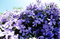 Phlox plants | Buy Phlox plants easily online