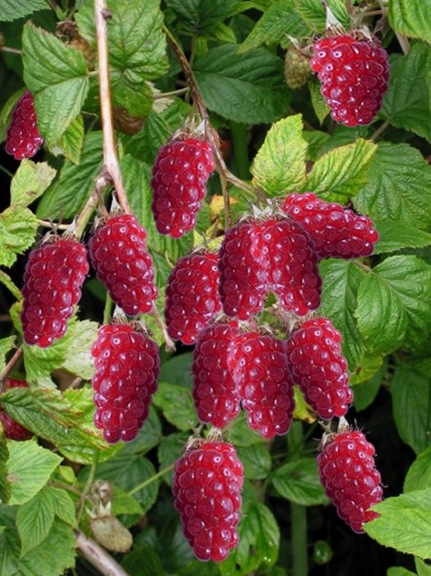 Buy Rubus Tayberry online at Gardencentre Koeman