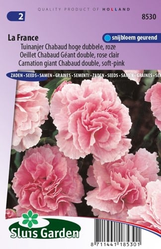 Carnation La France  ? Dianthus Chabaud
