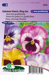 Pansy Aalsmeer Giants, King Size  ? Viola Wittrockiana