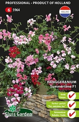 Geranium Ivy-leaved Summertime F1 - Pelargonium
