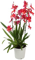 Orchid Cambria Nelly Isler Ø19 cm - 70 cm