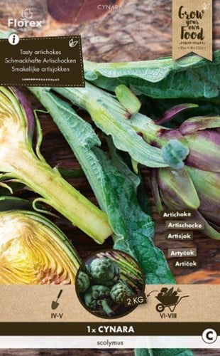 Artichoke - Cynara Scolymus