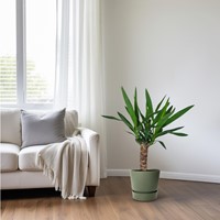 Yucca - Ø14cm - 60cm-2