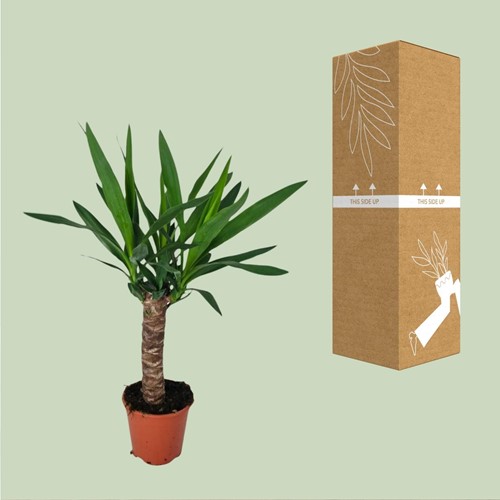 Yucca - Ø14cm - 60cm-3
