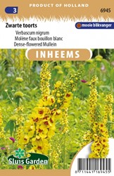Zwarte toorts - Verbascum
