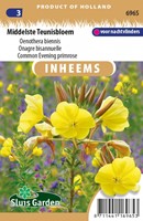 Common Evening primrose - Oenothera biennis