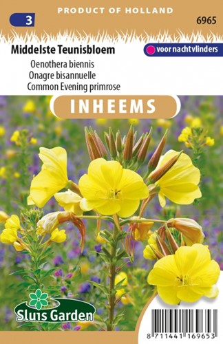 Common Evening primrose - Oenothera biennis