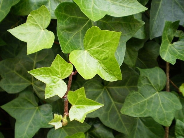 Buy Hedera Helix online at Gardencentre Koeman