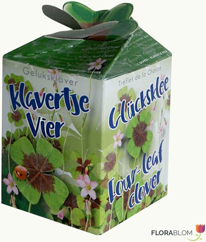 Lucky four leaf clover Greengift