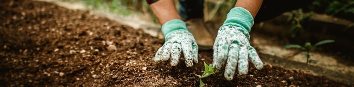 May garden tasks with Modeste Herwig: annuals, tree bases and wild shoots