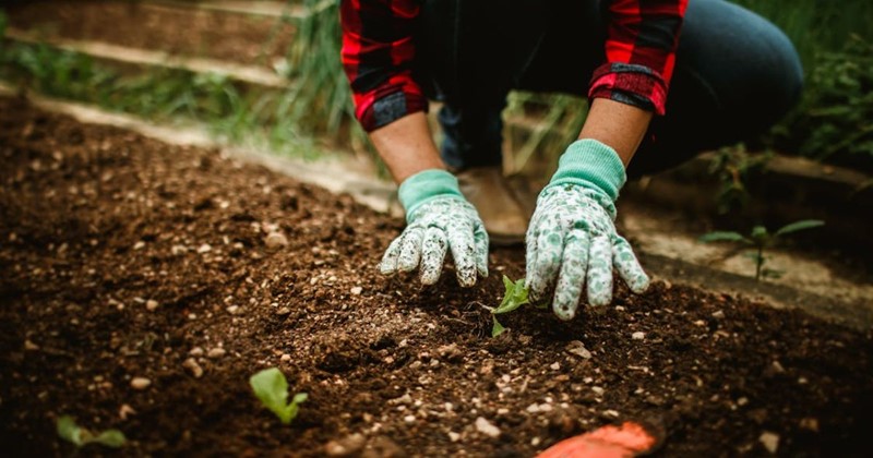 May garden tasks with Modeste Herwig: annuals, tree bases and wild shoots